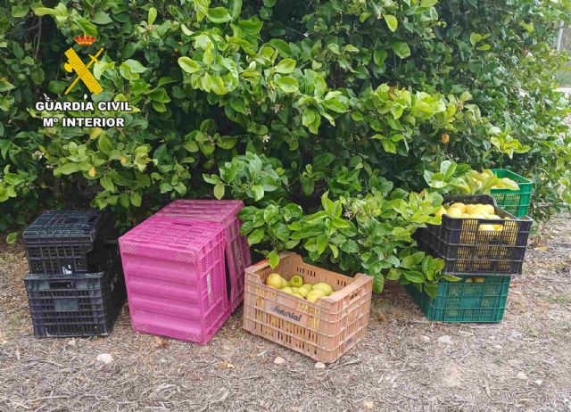 La Guardia Civil detiene a dos vecinos de Mula por la sustracción de 10 toneladas de limones en fincas del municipio muleño La Guardia Civil detiene a dos vecinos de Mula por la sustracción de 10 toneladas de limones en fincas del municipio muleño
