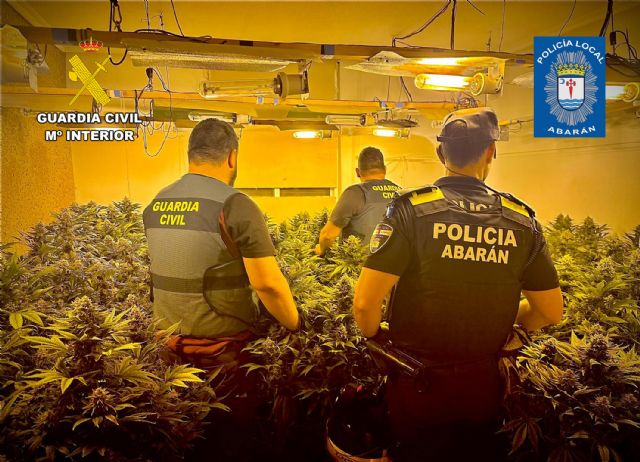 Desmantelan en Abarán un invernadero destinado al cultivo intensivo y continuo de marihuana Desmantelan en Abarán un invernadero destinado al cultivo intensivo y continuo de marihuana