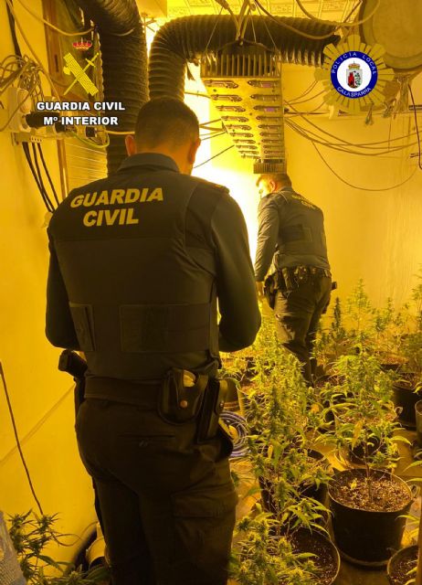 Desmantelado un invernadero de marihuana en una vivienda del casco antiguo Calasparra Desmantelado un invernadero de marihuana en una vivienda del casco antiguo Calasparra