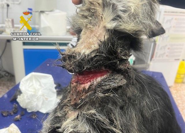 La Guardia Civil detiene a un vecino de Abarán por abandono y maltrato animal La Guardia Civil detiene a un vecino de Abarán por abandono y maltrato animal