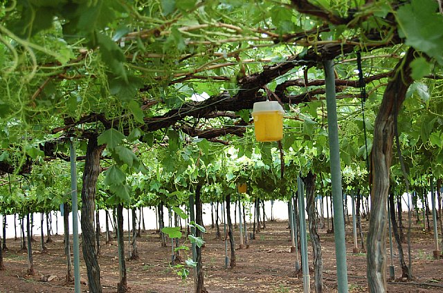 Agricultura investiga la obtención de variedades de uva de mesa