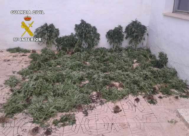 La Guardia Civil Desmantela Dos Invernaderos Clandestinos De Marihuana