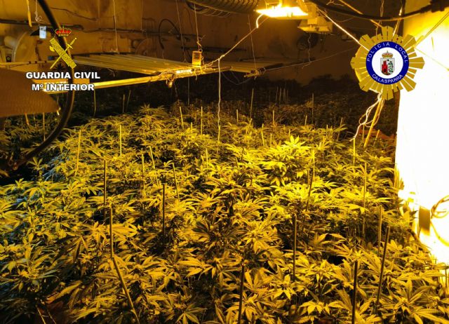 Desmantelan en Calasparra un grupo delictivo que cultivaba gran cantidad de marihuana Desmantelan en Calasparra un grupo delictivo que cultivaba gran cantidad de marihuana