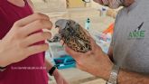 AgriConCiencia apuesta por el futuro de la tórtola europea en la Cuenca del Mar Menor AgriConCiencia apuesta por el futuro de la tórtola europea en la Cuenca del Mar Menor