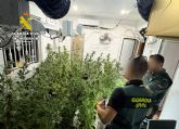 La Guardia Civil desmantela en Abanilla un grupo delictivo que cultivaba gran cantidad de marihuana La Guardia Civil desmantela en Abanilla un grupo delictivo que cultivaba gran cantidad de marihuana