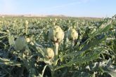 Expertos del sector analizarán los retos del cultivo de la alcachofa en Almoradí Expertos del sector analizarán los retos del cultivo de la alcachofa en Almoradí