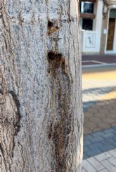 El Ayuntamiento denuncia el secado intencionado de tres ejemplares de morera adulta