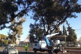 El Ayuntamiento mejora la seguridad en la carretera entre Santa Ana y El Albujn con la poda de rboles de gran porte