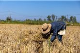 Agricultura, Pesca y Alimentación eleva a 258,9 millones de euros el pago de las ayudas a productores de tierras de cultivo de secano, arroz y tomate de industria