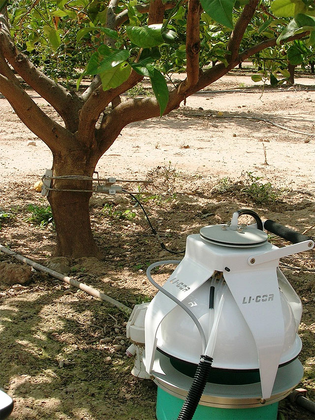 Agricultura consigue reducciones de casi el 30 por ciento del agua necesaria para el cultivo de cítricos - 1, Foto 1