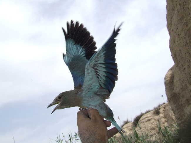 El voluntariado ambiental trabaja por la supervivencia de la carraca - 1, Foto 1