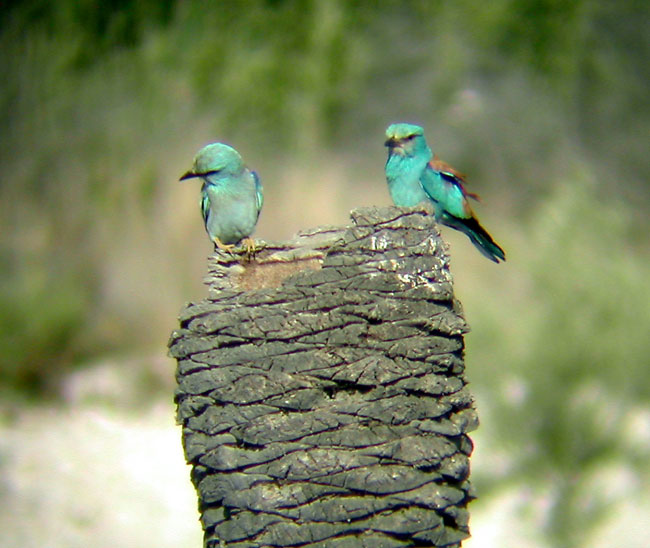 El voluntariado ambiental trabaja por la supervivencia de la carraca - 2, Foto 2