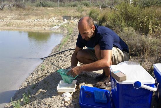 Desarrollo Sostenible realiza la primera suelta de Fartet en el entorno del río Chícamo - 1, Foto 1