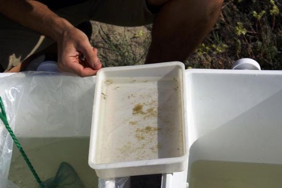 Desarrollo Sostenible realiza la primera suelta de Fartet en el entorno del río Chícamo - 2, Foto 2