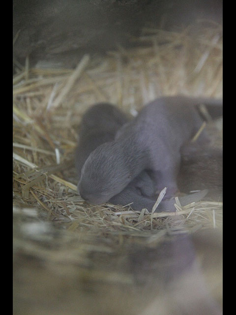 Desarrollo Sostenible y la Fundación Terra Natura logran las primeras crías de nutria nacidas en cautividad - 3, Foto 3