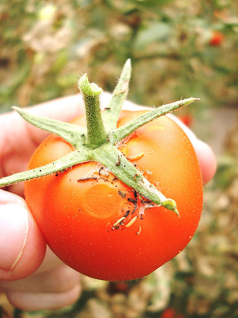 Agricultura establece medidas obligatorias para el control de la polilla del tomate - 1, Foto 1