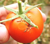 Agricultura establece medidas obligatorias para el control de la polilla del tomate