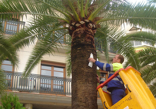 La concejalía de Parques y Jardines inicia un innovador tratamiento contra el picudo - 1, Foto 1