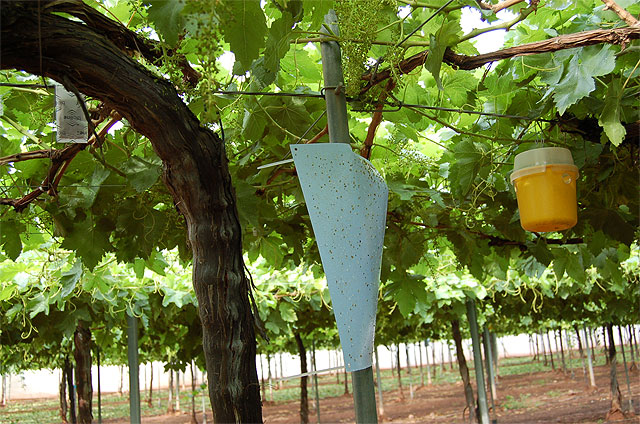 Un estudio europeo detecta mayor calidad y seguridad alimentaria en uvas de España y de Murcia respecto a las de otros países - 1, Foto 1