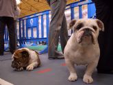 Bulldogs franceses, ingleses, pastores alemanes, caniches, as hasta 45 razas diferentes se han disputado el I Concurso Canino de Santomera celebrado en el Pabelln Multiuso durante el fin de semana