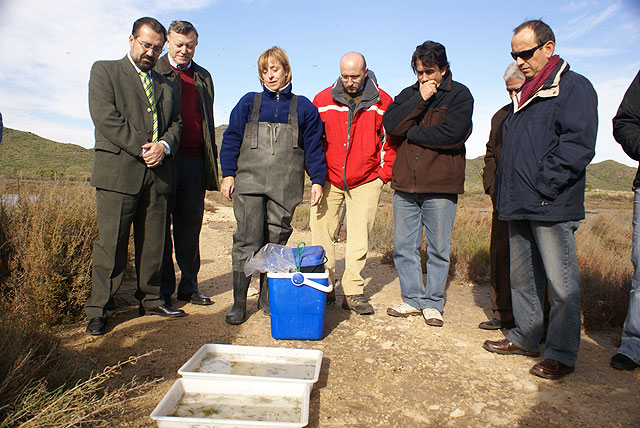 Agricultura destaca el éxito de la reintroducción del pez fartet en las Salinas del Rasall - 1, Foto 1