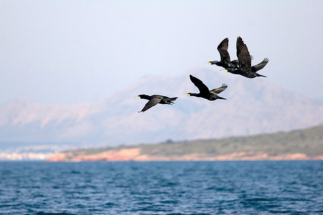 Agricultura constata el aumento de aves acuáticas nidificantes en los humedales del Mar Menor - 1, Foto 1