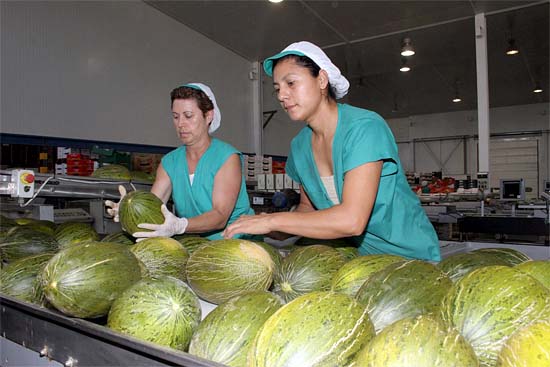 Altas cotas de calidad acompañan a la actual campaña de melón y sandía - 1, Foto 1