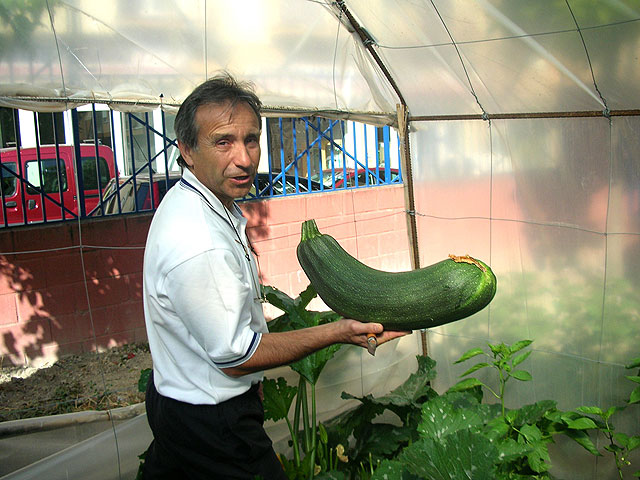 Calabacines gigantes, en el huerto del colegio - 1, Foto 1