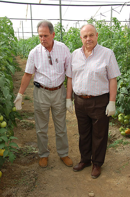 Agricultura muestra al Gobierno de Canarias los procedimientos utilizados en Murcia para el control de la polilla del tomate - 1, Foto 1