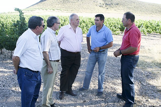 Una finca de Jumilla produce cerezas que superan a las de los lugares tradicionales - 1, Foto 1