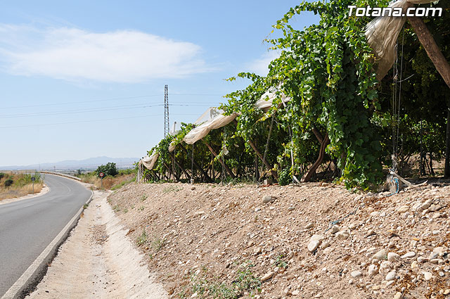 Guardia Civil, Polica Local y vigilantes rurales peinan las zonas de cultivo de uva de mesa - 3