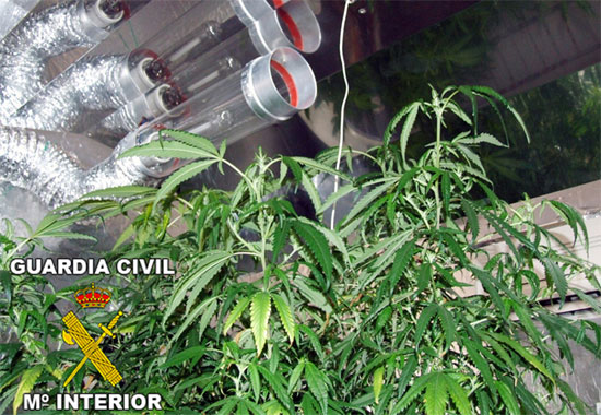 La Guardia Civil desmantela dos puntos de cultivo y distribución de marihuana - 1, Foto 1