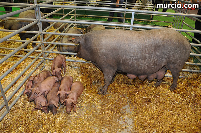 El número de cerdas reproductoras se ha reducido en 10.000 este año por las crisis - 1, Foto 1