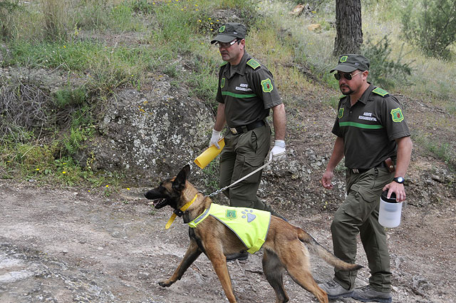 Agentes medioambientales acompañando a los perros de la Unidad Canina en las tareas de búsqueda de cebos envenenados, Foto 1