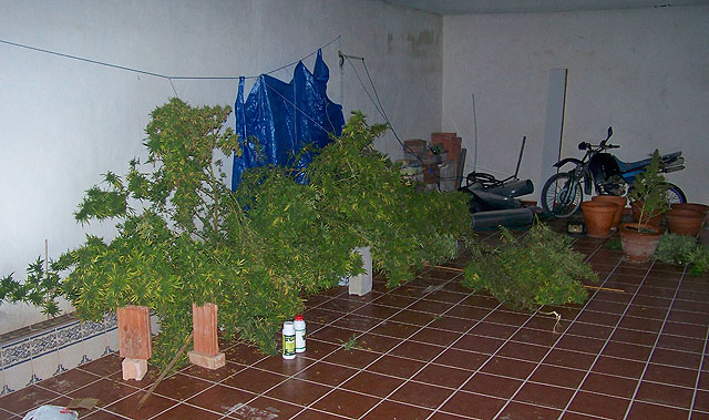 Agentes de la Policia Local de Alcantarilla descubren una plantación de marihuana de grandes dimensiones - 1, Foto 1