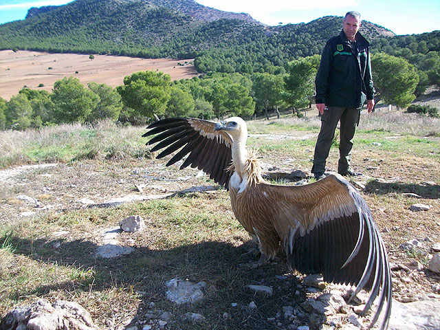 La Comunidad libera a dos buitres leonados tras ser curados en el Centro de Recuperación de Fauna Silvestre - 1, Foto 1