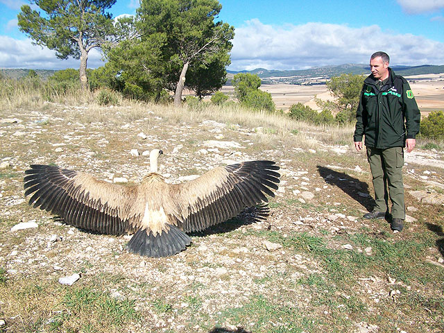 La Comunidad libera a dos buitres leonados tras ser curados en el Centro de Recuperación de Fauna Silvestre - 2, Foto 2