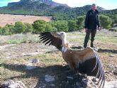 La Comunidad libera a dos buitres leonados tras ser curados en el Centro de Recuperacin de Fauna Silvestre