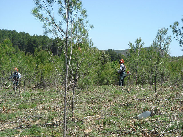 La Consejería de Agricultura presenta un proyecto para desarrollar el uso de la biomasa forestal como fuente de energía renovable, Foto 1