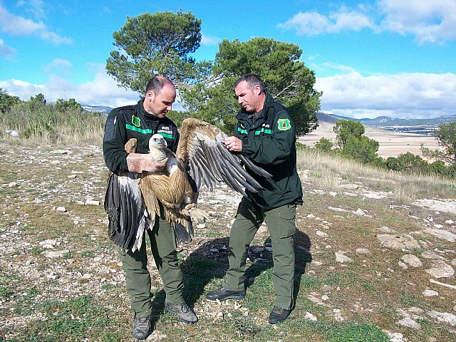 Agricultura libera dos buitres leonados, un mochuelo europeo y una lechuza común - 1, Foto 1