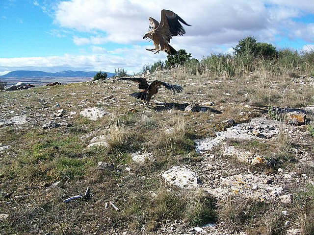 Agricultura libera dos buitres leonados, un mochuelo europeo y una lechuza común - 2, Foto 2