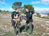 Agricultura libera dos buitres leonados, un mochuelo europeo y una lechuza comn