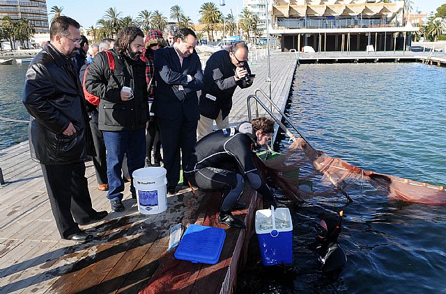 Sueltan cuarenta caballitos de mar en el Mar Menor - 1, Foto 1