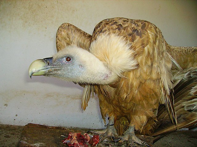 Los cuidadores de Terra Natura Murcia administran alimentación por sonda a un buitre con cataratas - 1, Foto 1