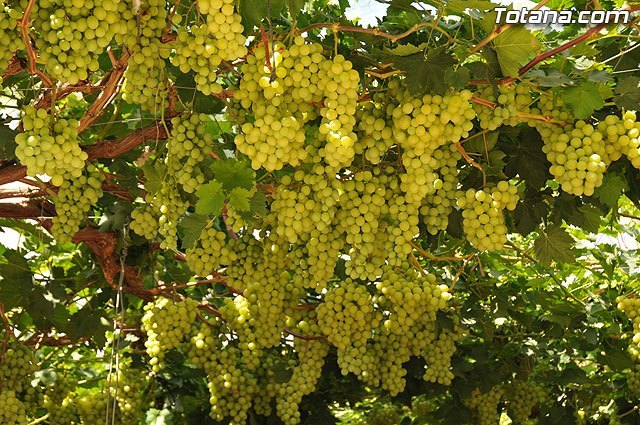 ASAJA: La campaña de uva dominga de este año supera en calidad a la de otras temporadas en la Región de Murcia - 1, Foto 1