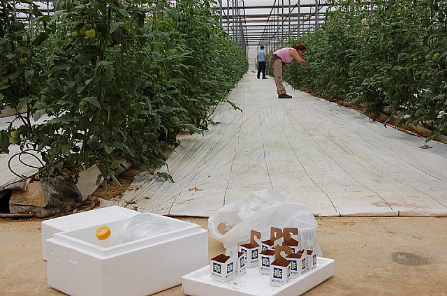 Agricultura liberó 250 millones de insectos para el control de plagas a través del programa ‘Murcia Agricultura Limpia’ - 1, Foto 1