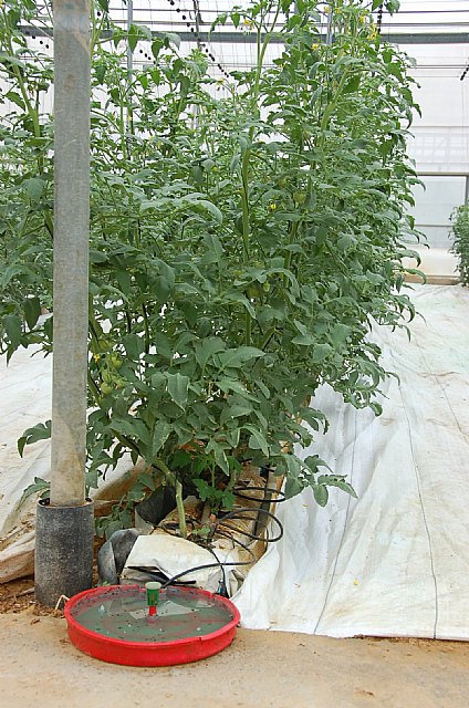 Agricultura liberó 250 millones de insectos para el control de plagas a través del programa ‘Murcia Agricultura Limpia’ - 2, Foto 2