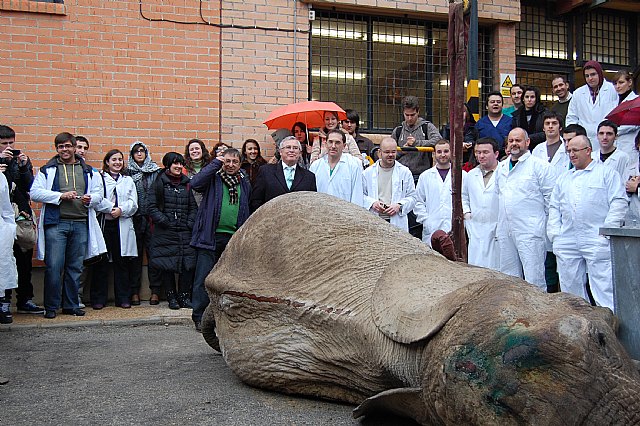 La Universidad de Murcia disecciona una elefanta muerta para las prácticas de los alumnos - 1, Foto 1