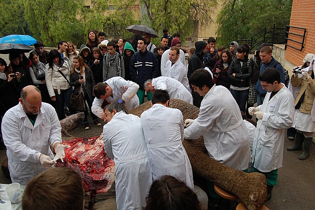 La Universidad de Murcia disecciona una elefanta muerta para las prácticas de los alumnos - 2, Foto 2