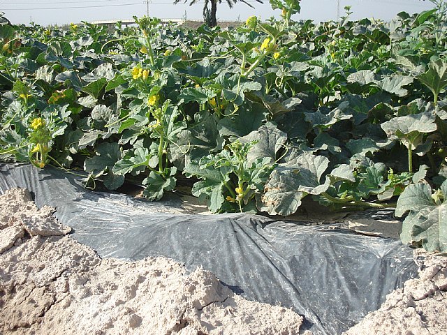 CETEC trabaja en un plástico de aplicación agrícola que se degradará  coincidiendo con el ciclo de cada cultivo - 1, Foto 1